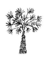 Hand drawn simple vector drawing with black outline. Lush palm tree, foliage. Tropical vegetation and nature, plants. Summer rest. Sketch in ink.