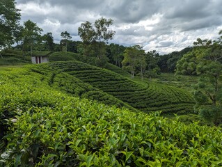 Darjeeling Green tea garden terrace at sreemangal, bangladesh