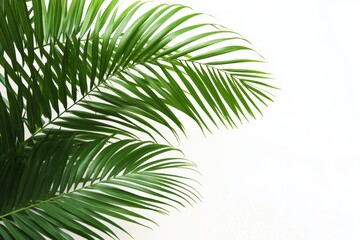 A close-up of lush green palm fronds against a white background