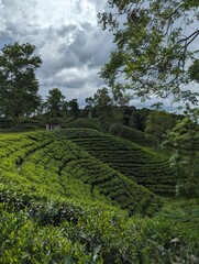 Darjeeling tila Green tea garden terrace at sreemangal, bangladesh