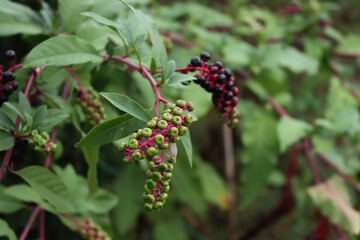 Phytolacca americana branches with  green and purple fruits . Pokeweed plant in the garden on summer
