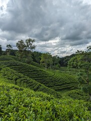 Darjeeling tila Green tea garden terrace at sreemangal, bangladesh