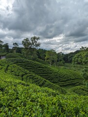 Darjeeling tila Green tea garden terrace at sreemangal, bangladesh