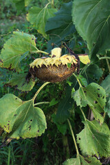 Faded Dwarf sunflower on autumn season with many black seeds eaten by birds