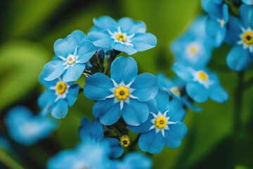 forget me not flowers