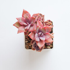 Colorfu Graptoveria Douglas Huth sp on white background