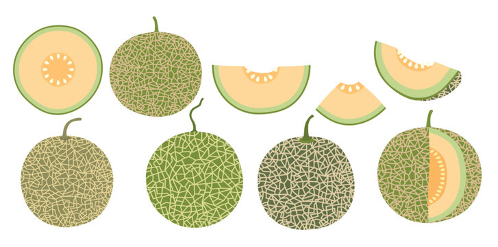 Melon fruit vector set cute cartoon style. isolated on white background.