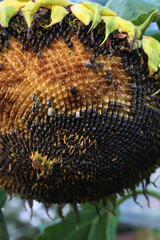 Close-up of faded Dwarf sunflower on autumn season with many black seeds eaten by birds