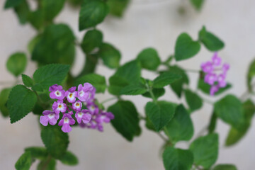 Close-up of lilac flowers of Lantana plant in bloom on summer 