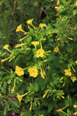 Mirabilis jalapa plant in bloom with beautiful yellow flowers in the garden on summer