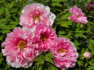 Beautiful flowers Peony tree paeonia pink blossom.  © OLENA LIALINA