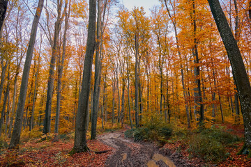 A truck-traveled dirt road in a scenic, fall forest. A difficult road in a forested area