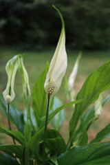 Spathiphyllum  plant in bloom with many white flowers against green background