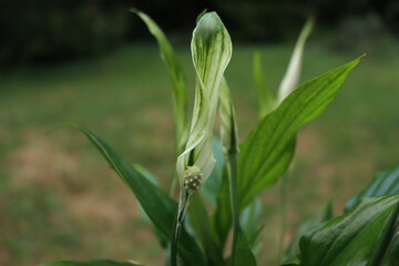 Spathiphyllum  plant in bloom with many white flowers against green background