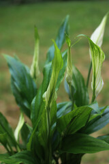 Spathiphyllum  plant in bloom with many white flowers against green background
