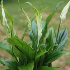 Spathiphyllum  plant in bloom with many white flowers against green background