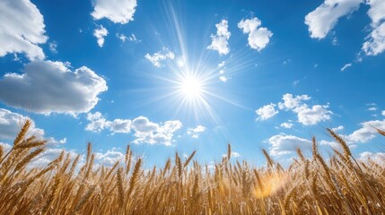 Obraz premium A golden field of wheat under a bright sun and blue sky, with fluffy clouds creating a serene, picturesque landscape.