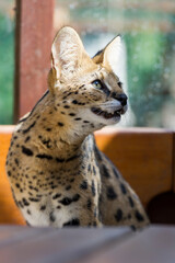 Serval Katze sitzt im Wintergarten