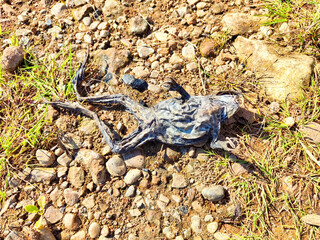 A dead frog. Bad ecology. Environmental and water pollution