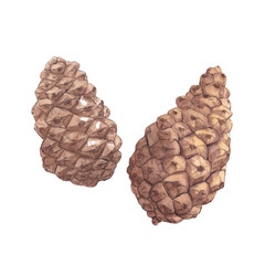 Watercolor botanical pine cone illustration