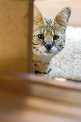 Neugierige Serval Katze in ihrem Zuhause