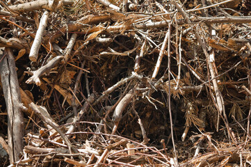 mountain of tree branches and roots against blue sky