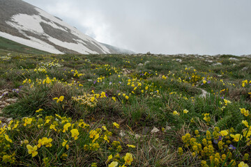 Fototapeta premium Colorful endemic flower species found in the mountains. Mountain flowers. Endemic mountain flowers. View of endemic flowers in green meadows in autumn. Green forest land.Mountain hut in the background