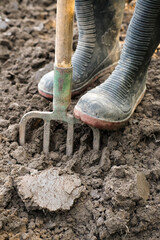 Working in the garden, loosening the soil.
