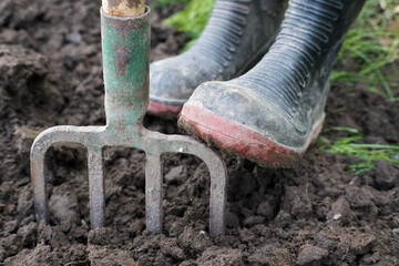 Working in the garden, loosening the soil.
