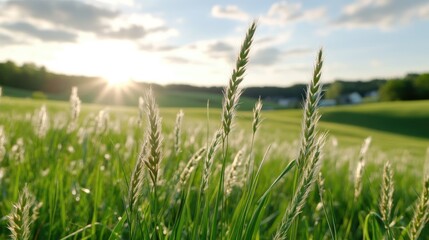 Obraz premium A scenic landscape with tall grass swaying in the wind, illuminated by the warm sunlight of a late afternoon, creating a tranquil and serene atmosphere.