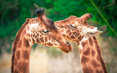 Family of giraffes in a gorgeous touching moment