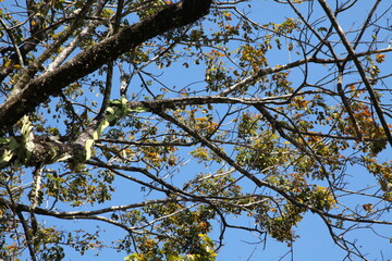 Tree intertwined with different plants, flora of Mexico