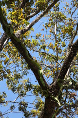 Obraz premium Tree intertwined with different plants, flora of Mexico