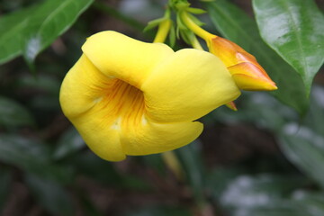 Yellow flower, flora of Mexico, background