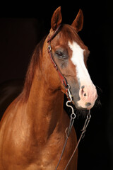 Obraz premium Amazing chestnut quarter horse with western bridle