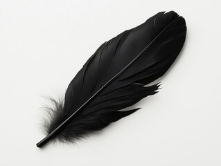 Black feather isolated on white background