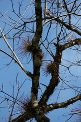Tillandsia on tree branches, flora of Mexico, background