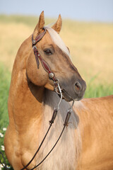 Obraz premium Amazing quarter horse with long mane
