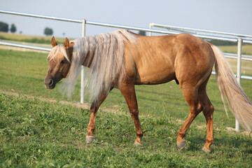 Amazing palomino quarter horse with long mane