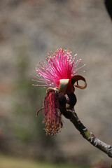 Pseudobombax, flower with pink stamens on a branch, plants of Mexico, background
