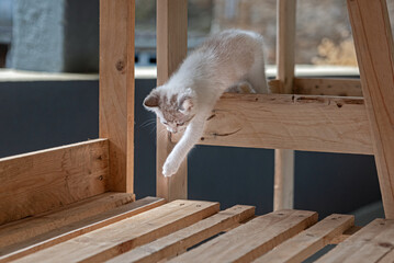 Obraz premium Kitten trying to jump a step