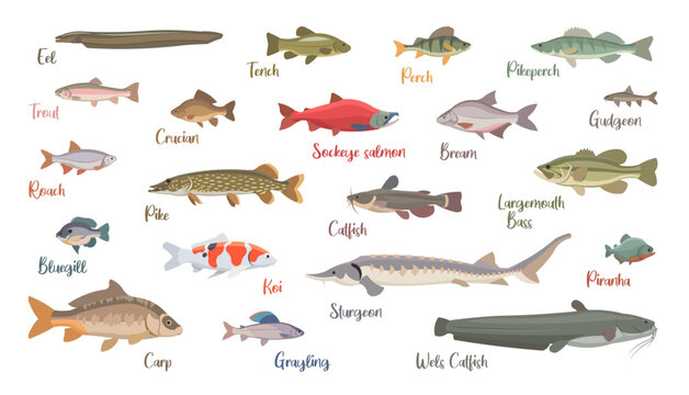 Flat set of fresh water fish. Isolated fish on white background. Vector illustration