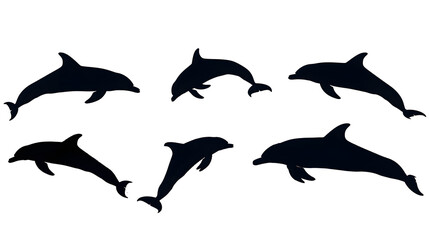 Obraz premium dolphin silhouettes