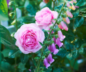 Roses, bloom and pink on plant for growth, presentation and selection with closeup in nursery. Flowers, spring and shrub in garden for sustainability, fragrance or symbol of love for romantic gesture