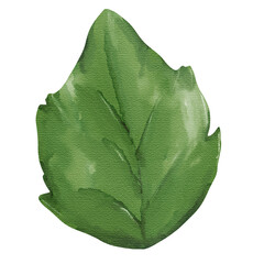 natural cliparts, animals, whale, succulents, cactus, bunnies, treasure box, star fish, star wand and outline elements.