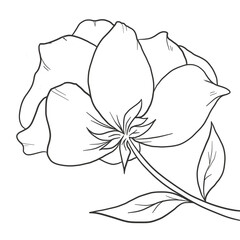 natural cliparts, animals, whale, succulents, cactus, bunnies, treasure box, star fish, star wand and outline elements.