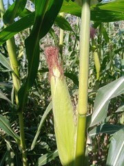 corn on the cob, Corn. Corn on the cob. Corn Growing in a field or on a farm. Corn field plantation. Maze cobs in a plantation field.