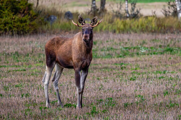 moose in the wild