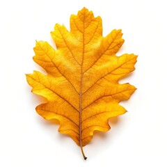 Fototapeta premium Yellow Autumn Oak Leaf Isolated on White Background, Nature Fall Foliage