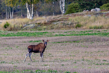 elk in the forest